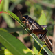 An emma field cricket, a close relative of the species used in this study.
